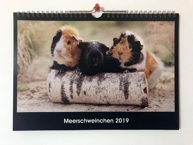 Meerschweinchen-Kalender